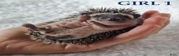 Pygmy Hedgehog rodents for sale: Pygmy hedgehogs, one boy two girls - Advert 3