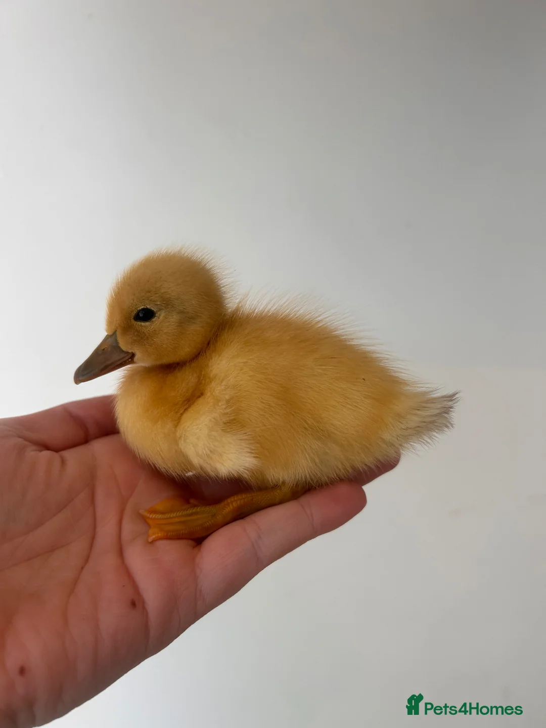 Ducks poultry for sale: Welsh harlequin ducklings  - Advert 1