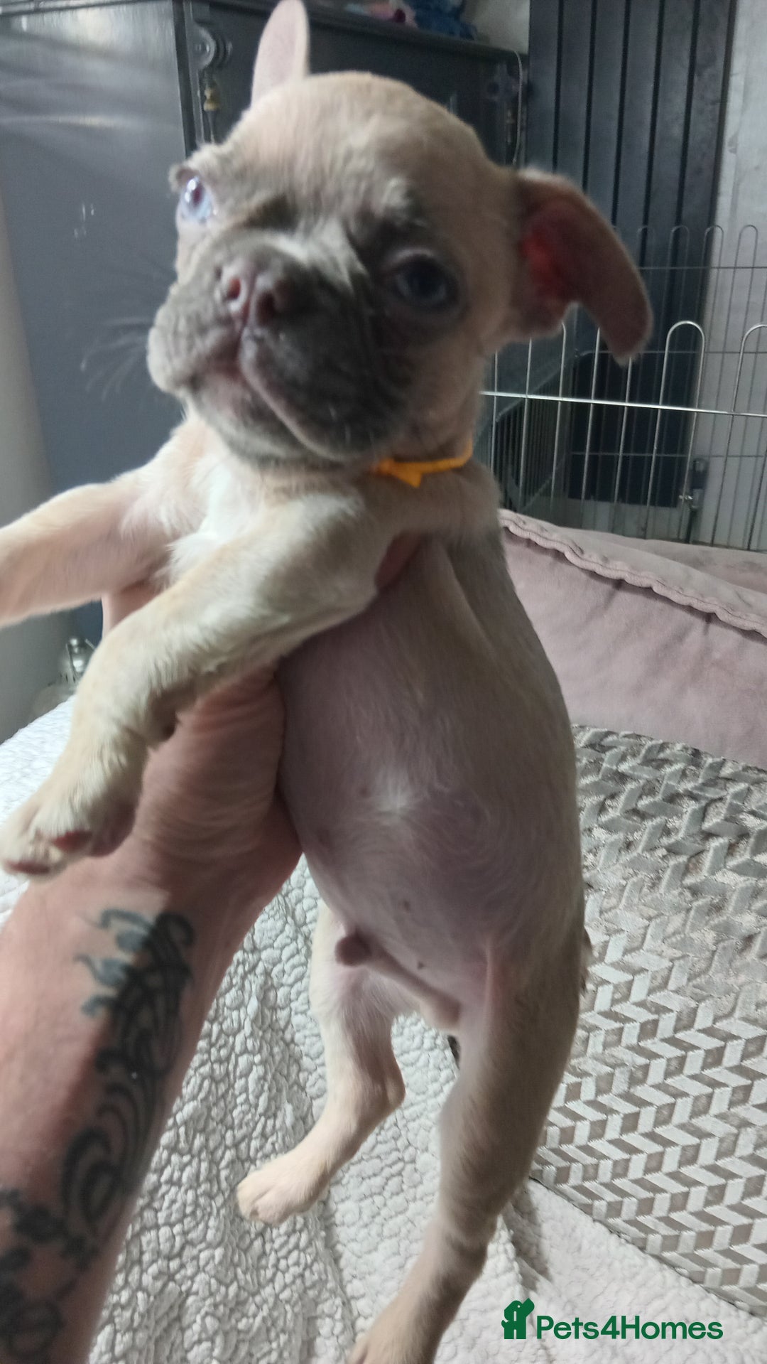 French Bulldog dogs for sale: French Bulldog pups - Advert 3