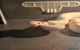 Python Snake reptiles for sale: Albino ball python - Advert 2
