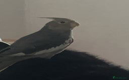 Cockatiels birds for sale: COCKATIEL BIRD - URGENT NEEDS TO GO ASAP!!! - Advert 1