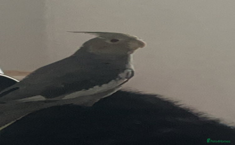 Cockatiels birds COCKATIEL BIRD - URGENT NEEDS TO GO ASAP!!! - Advert 10