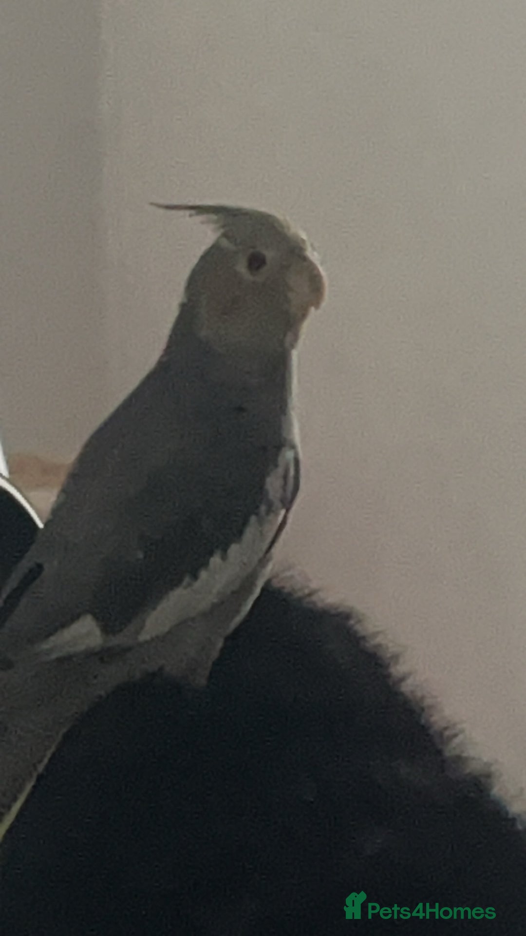 Cockatiels birds for sale: COCKATIEL BIRD - URGENT NEEDS TO GO ASAP!!! - Advert 1