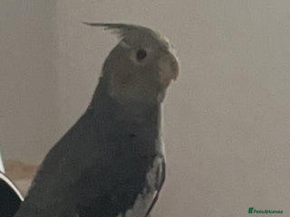 Cockatiels birds COCKATIEL BIRD - URGENT NEEDS TO GO ASAP!!! - Advert 1