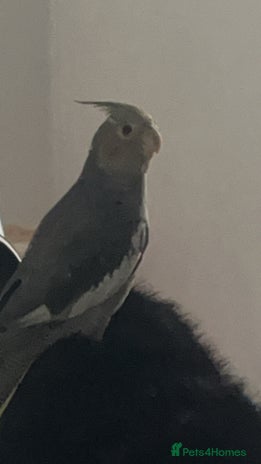 Cockatiels birds COCKATIEL BIRD - URGENT NEEDS TO GO ASAP!!! - Advert 1