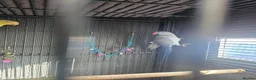 Mixed Breed birds for sale: Alexandraine  - Advert 1