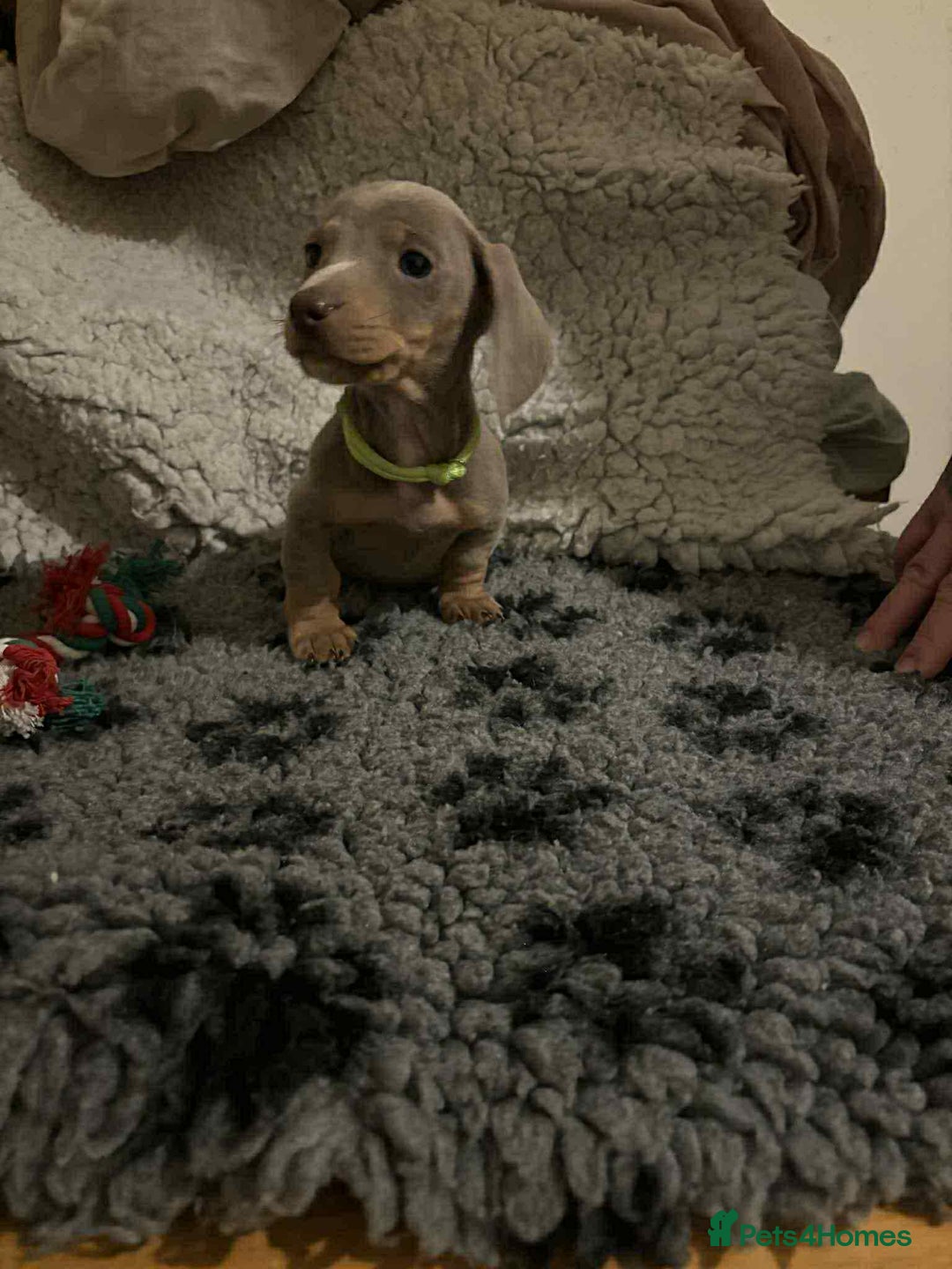 Miniature Dachshund dogs for sale: 6 adorable miniature dachshund  - Advert 3