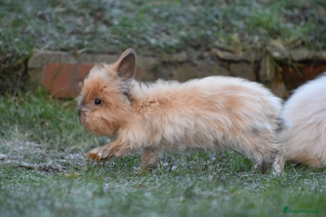 Angora rabbits for sale: French Imported Pedigree English Angoras - Advert 16