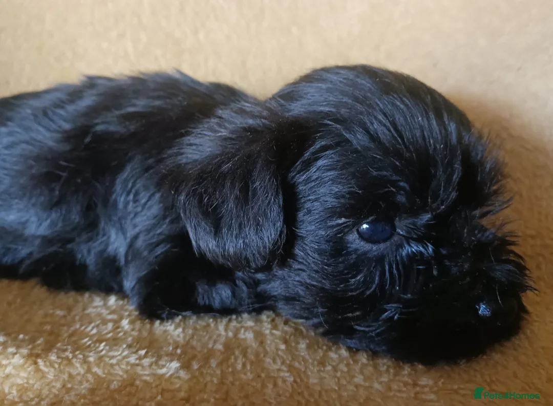 Miniature Schnauzer dogs for sale: SMALL MINI SCHNAUZERS - Advert 2