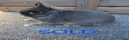 Netherland Dwarf rabbits for sale: Netherland Dwarf stock bucks - Advert 2