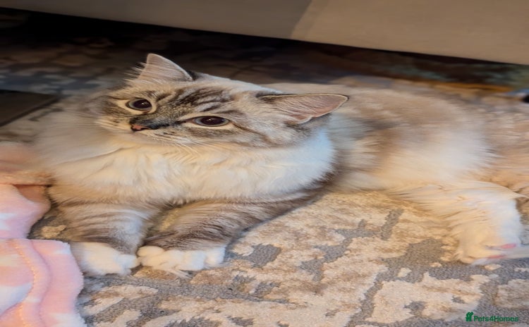 Ragdoll cats Ragdoll ACTIVE Female  - Advert 6