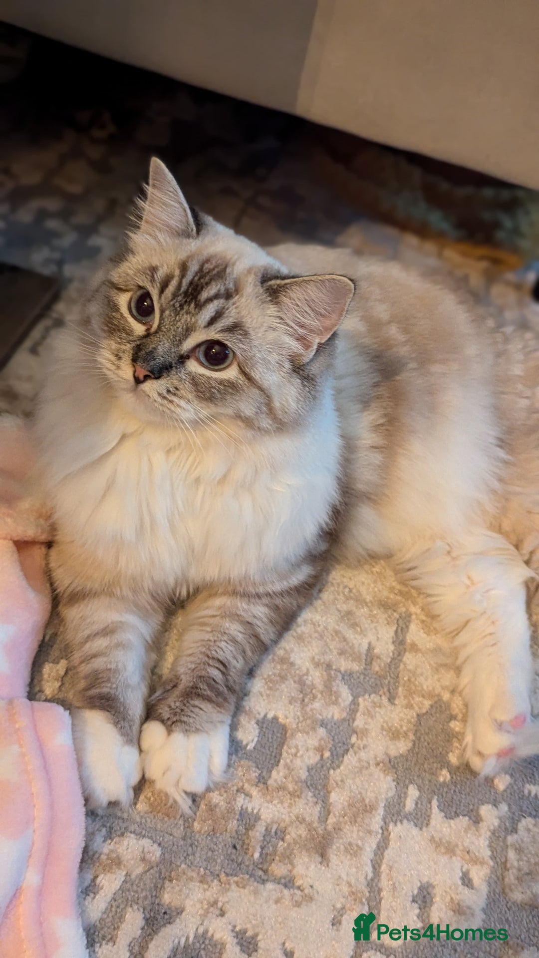 Ragdoll cats for sale: Ragdoll ACTIVE Female  - Advert 2