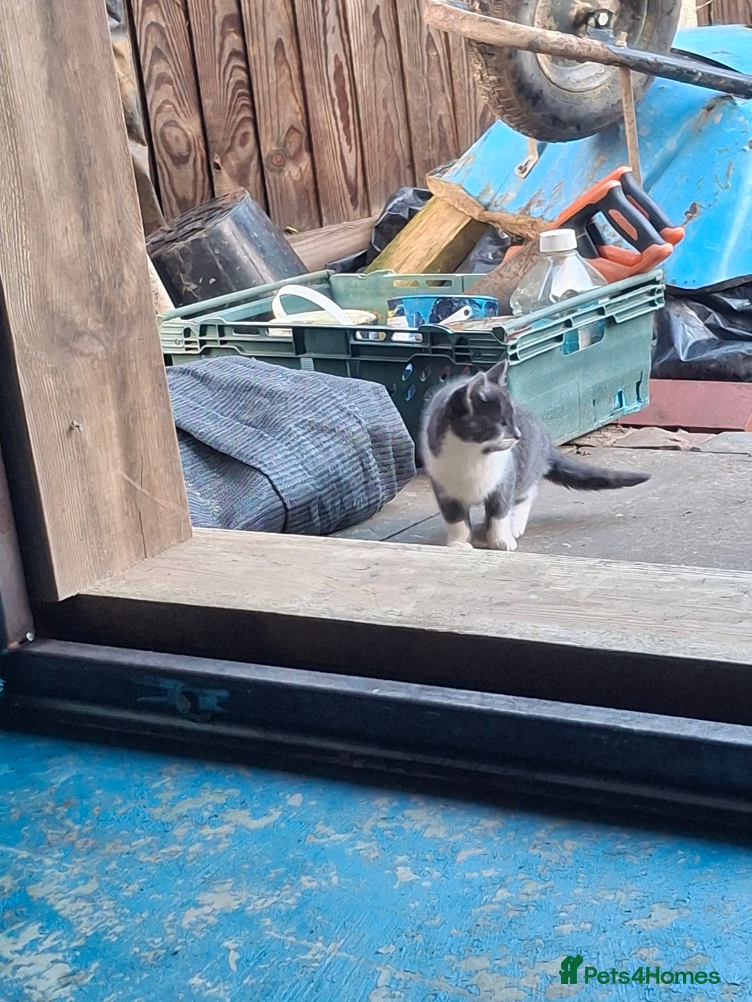 Mixed Breed cats for sale: Grey kittens  - Advert 15