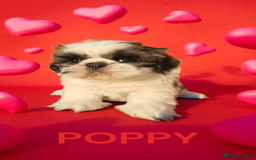 Shih Tzu dogs for sale: 💕🐶💕 STUNNING SHIH TZU 💕🐶💕 - Image 36