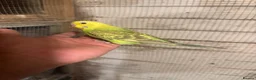 Budgerigars birds for sale: Budgies for sale £40 each collection mk404nn - Advert 7