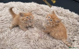 Mixed Breed cats for sale: 🎃 Cute Fluffy Kittens – Persian x BSH Mix - Image 3