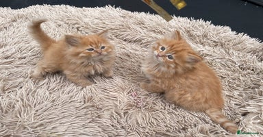 Mixed Breed cats - Advert 12
