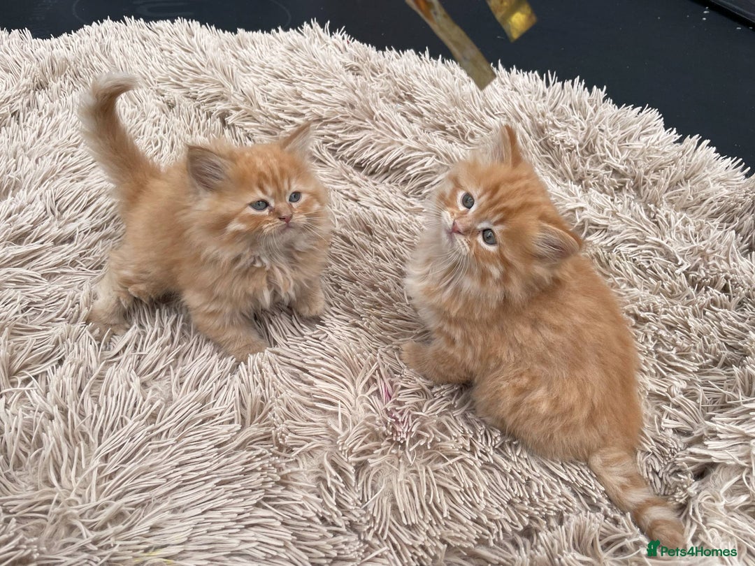 Mixed Breed cats for sale: 🎃 Cute Fluffy Kittens – Persian x BSH Mix - Image 3