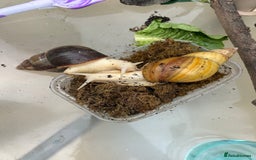 Snails invertebrates for sale: Giant African Land Snail Babies  - Image 1