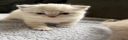 British Shorthair cats for sale: British shothair cute kittens  - Advert 26