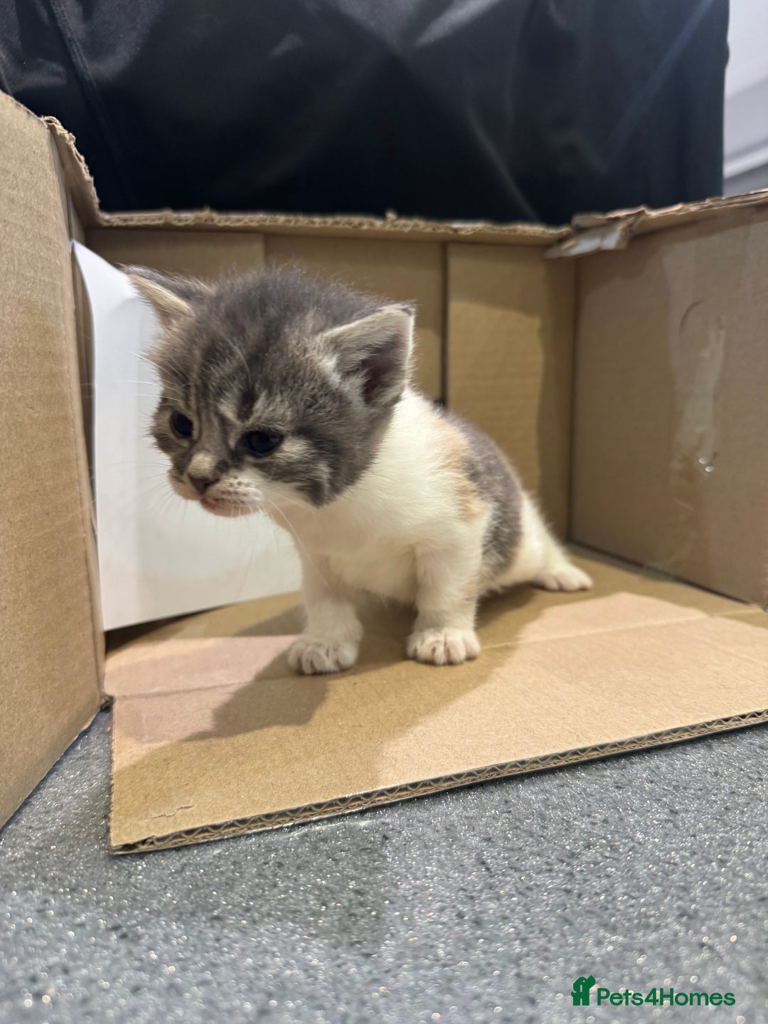 Mixed Breed cats for sale: British shorthair mix kittens  - Advert 11