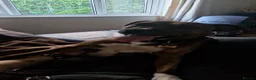 Mixed Breed dogs for adoption: Staffy×Rotty forever home needed in Spalding - Advert 2