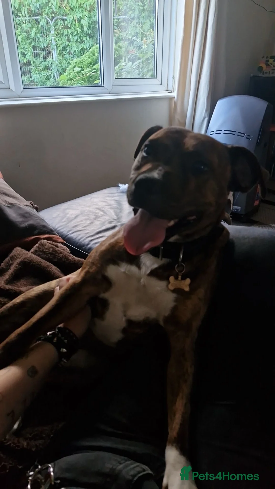 Mixed Breed dogs for adoption: Staffy×Rotty forever home needed in Spalding - Advert 2