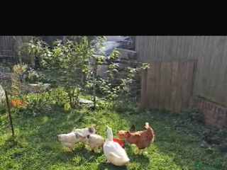 Mixed Breed birds 3ducks 2 femal and 1 male and 3 chickens - Advert 4
