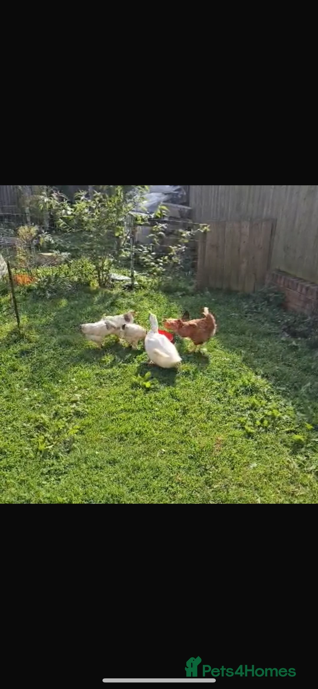 Mixed Breed birds for sale: 3ducks 2 femal and 1 male and 3 chickens  - Advert 1