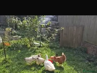 Mixed Breed birds 3ducks 2 femal and 1 male and 3 chickens - Advert 6