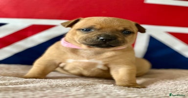 Staffordshire Bull Terrier dogs - Advert 2