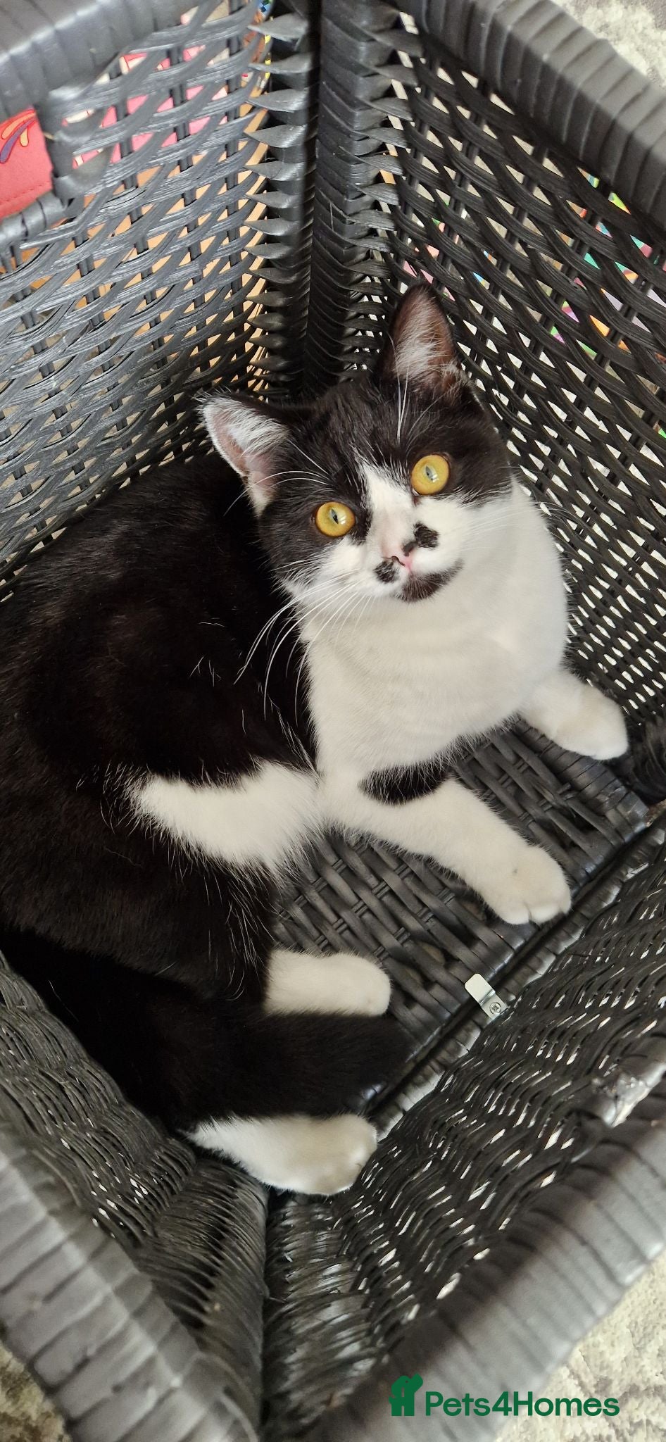 Mixed Breed cats Lovely kittens looking for forever homes - Advert 9