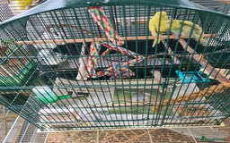 Budgerigars birds for sale: 2 X YOUNG BUDGIES WITH CAGE  - Image 1