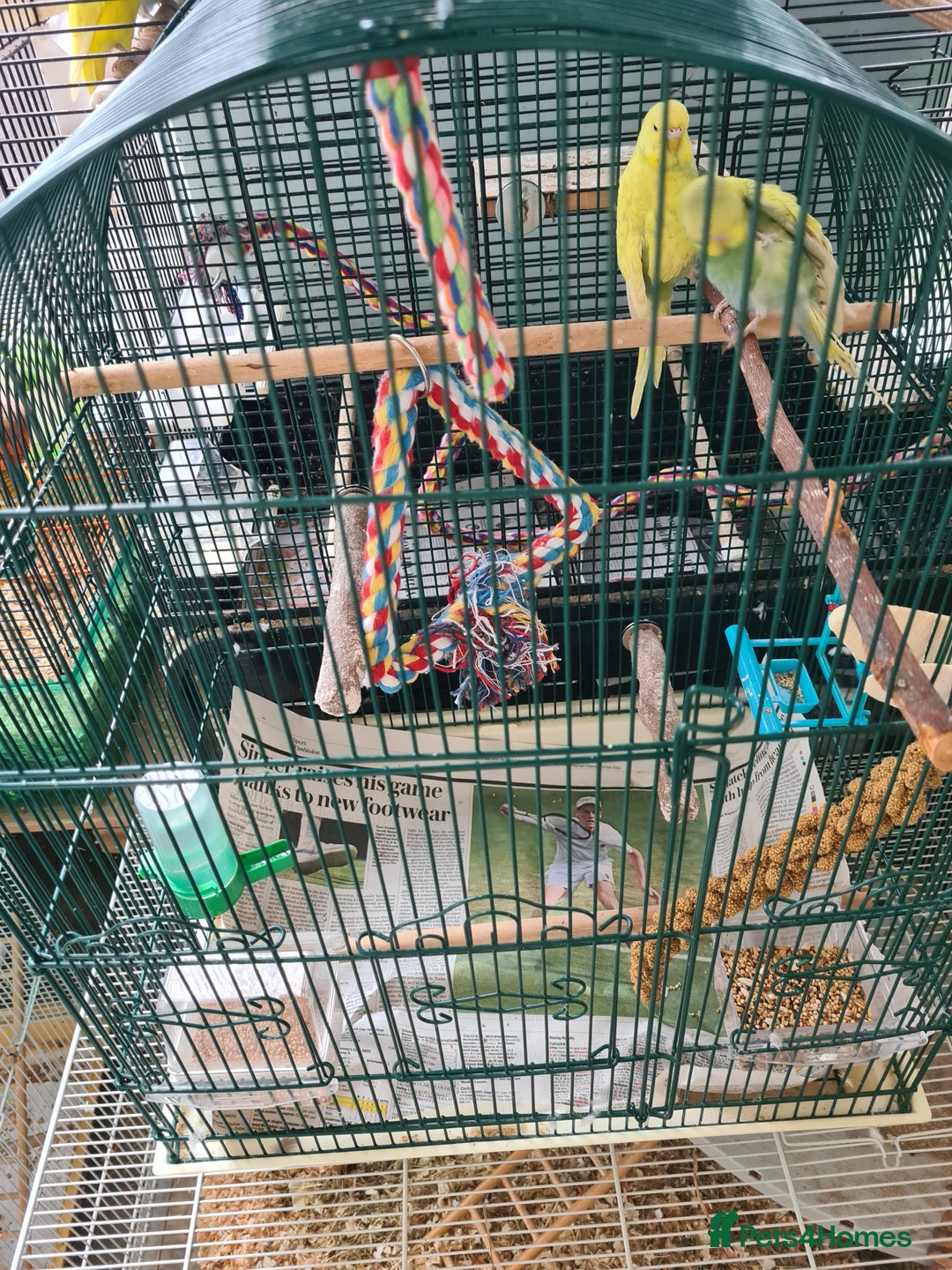 Budgerigars birds for sale: 2 X YOUNG BUDGIES WITH CAGE  - Image 1