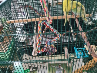 Budgerigars birds - Advert 10