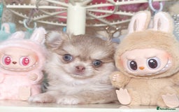 Chihuahua dogs for sale: Long haired chihuahua girl  - Image 3