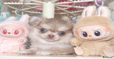 Chihuahua dogs - Advert 7