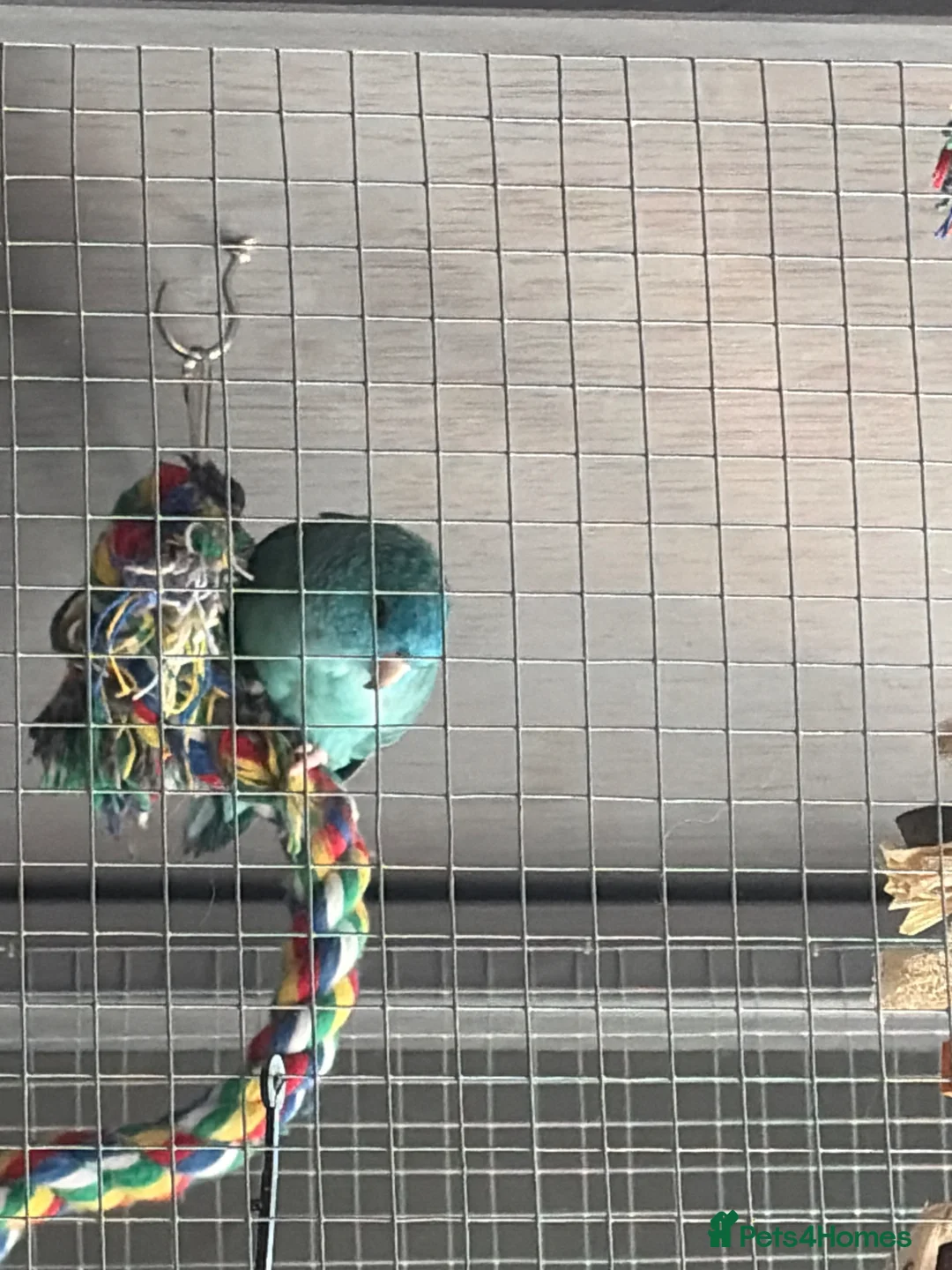 Parakeets birds for sale: Parakeet for sale and cage in Southsea - Advert 3