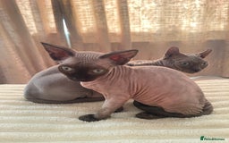 Sphynx cats for sale: Little star sphynx - Image 3