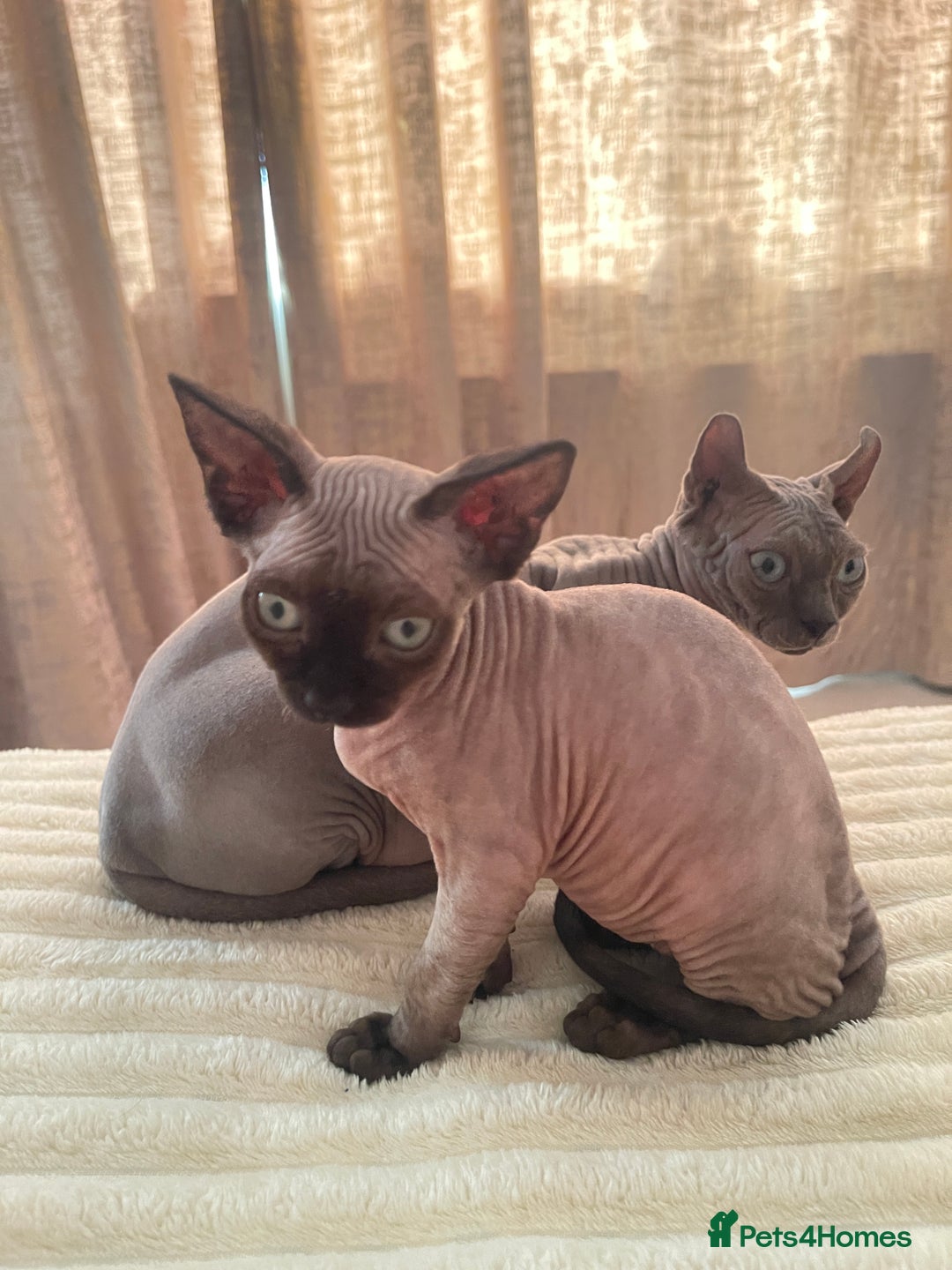 Sphynx cats for sale: Little star sphynx - Image 3