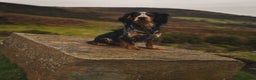 Cocker Spaniel dogs for stud: Blue roan and tan cocker stud dog in Frome - Advert 7