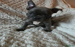 French Bulldog dogs for sale: French bulldog puppies  - Image 4