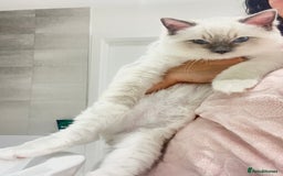 Ragdoll cats for sale: TICA RARE ENTIRE MALE! BLUE POINT MIT CHAMP BLOOD - Image 6
