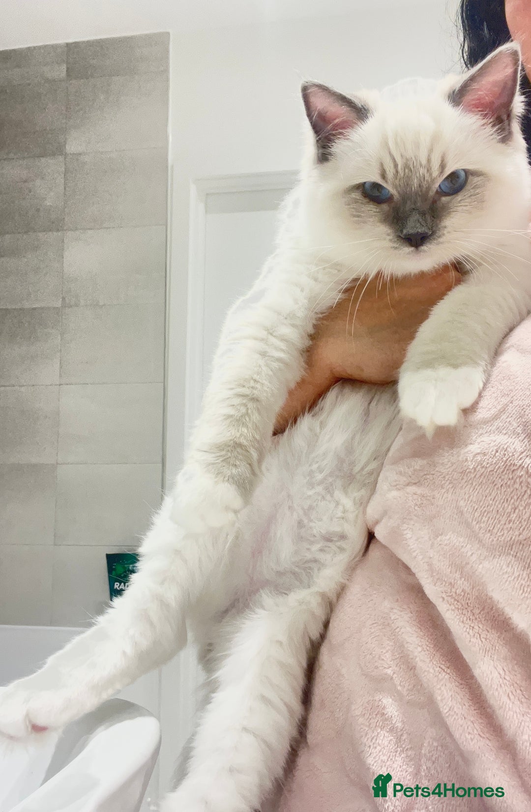 Ragdoll cats for sale: TICA RARE ENTIRE MALE! BLUE POINT MIT CHAMP BLOOD - Image 6