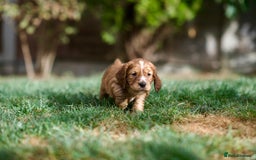 Cocker Spaniel dogs for sale: KC Reg – Fully Health Tested – Working Cocker Pups - Image 28