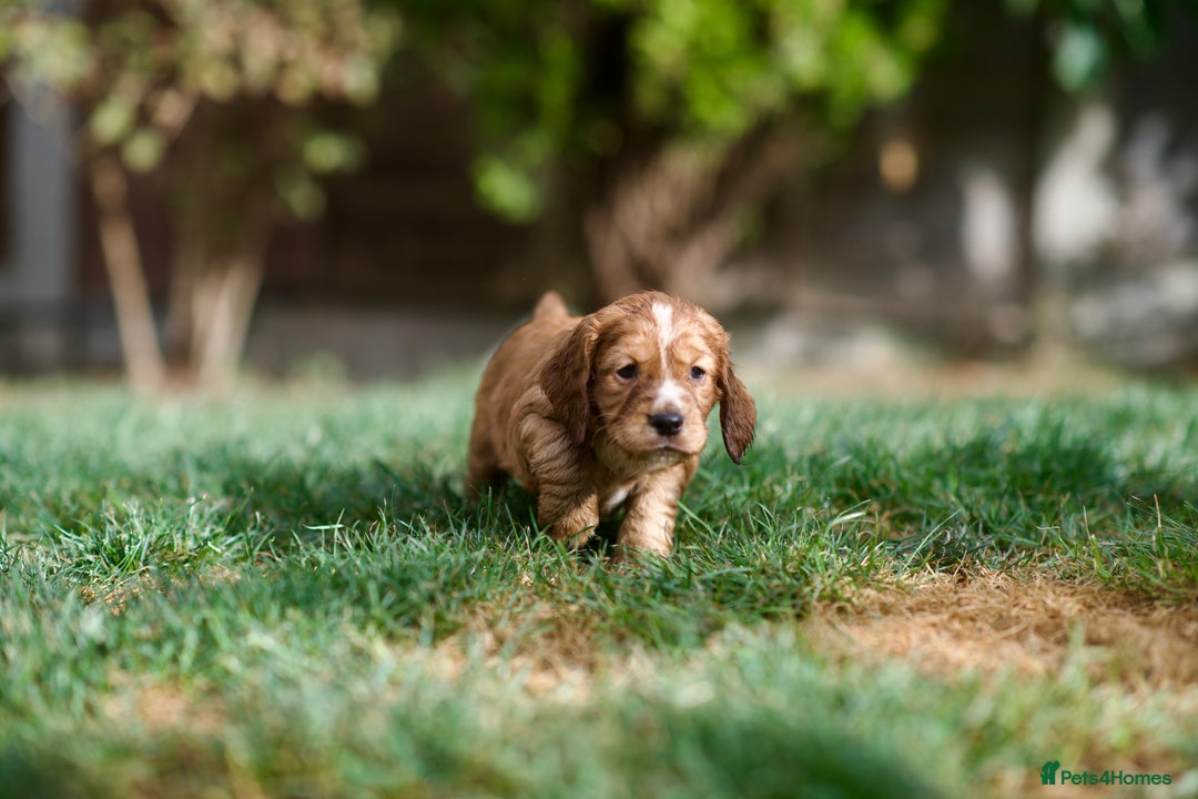 Cocker Spaniel dogs for sale: KC Reg – Fully Health Tested – Working Cocker Pups - Image 28