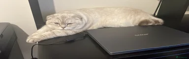 Scottish Fold 1