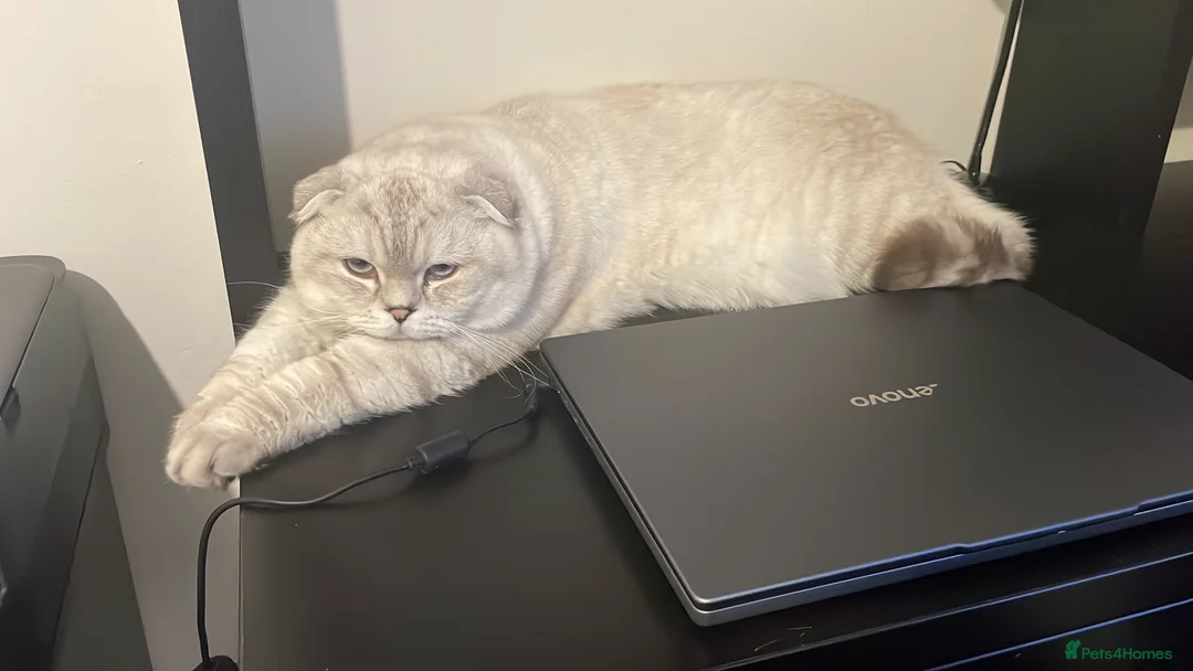 Scottish Fold cats for sale: Stunning Adult Male Scottish Fold  - Advert 6