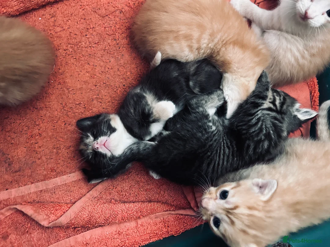 Mixed Breed cats for sale: 7 kittens  - Advert 2