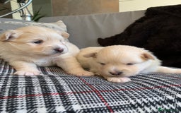Pomeranian dogs for sale: Pure Pomeranian Puppies - Image 1